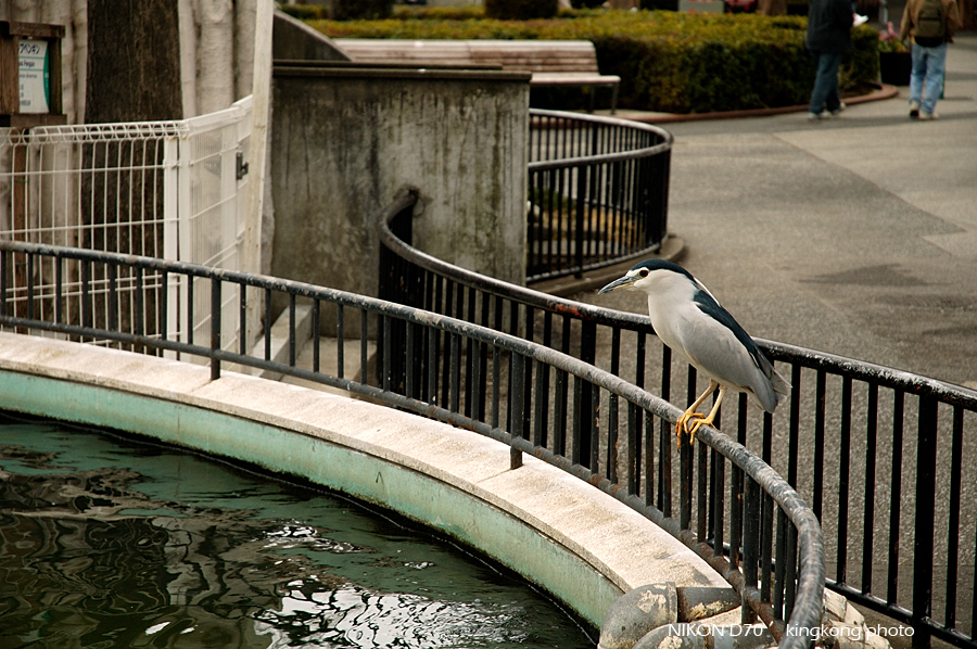 ueno park 47.jpg - 上野公園